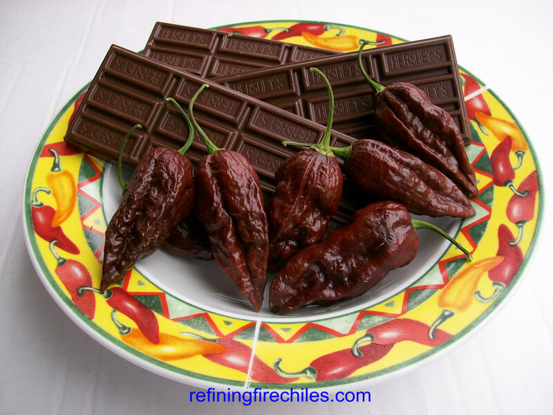 Chocolate Bhut Jolokia 21
