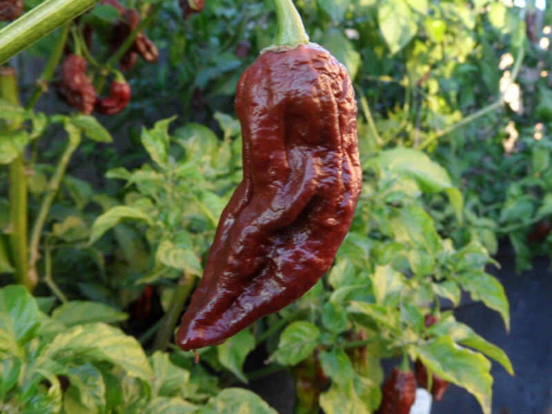Chocolate Bhut Jolokia 27