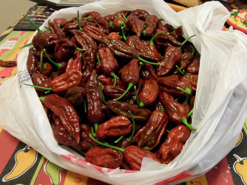 Chocolate Bhut Jolokia 34