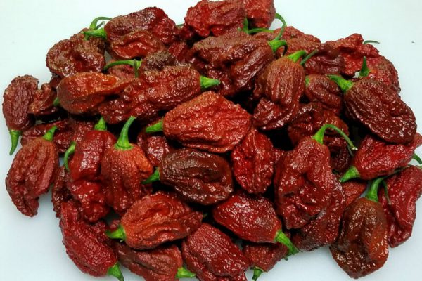 Chocolate Bhutlah CS 1