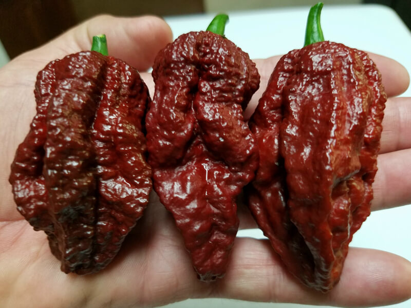 Chocolate Bhutlah SM