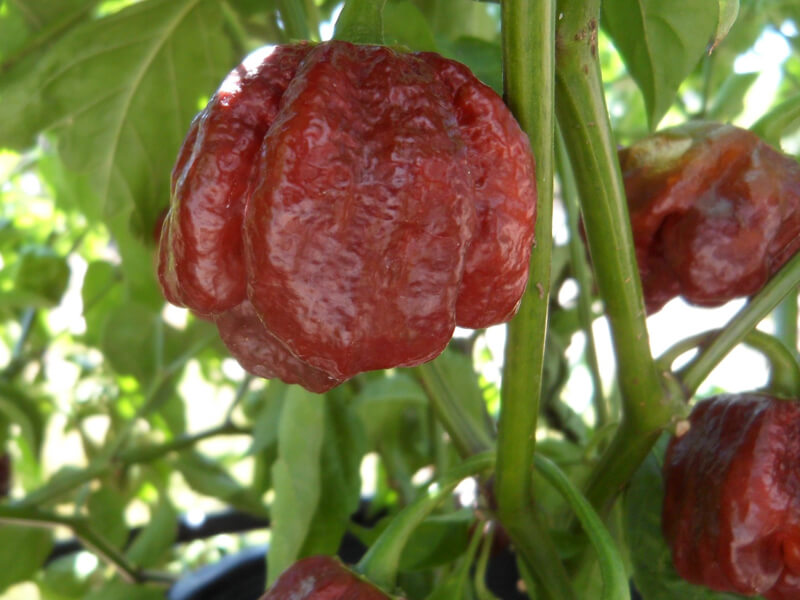 Chocolate Morunga Scorpion 24