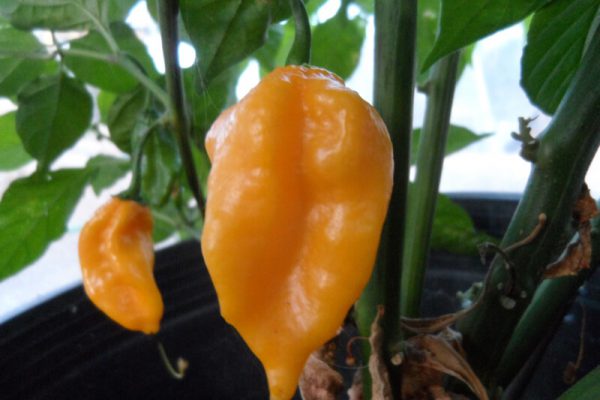 Grenada Seasoning 1