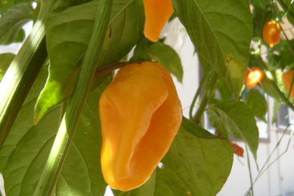 Grenada Seasoning 3