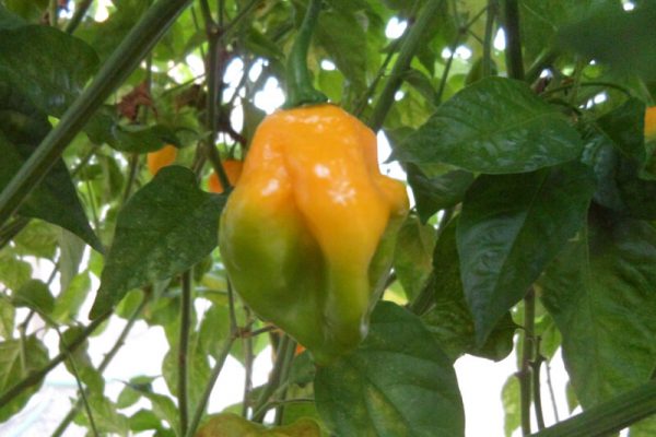 Grenada Seasoning 4