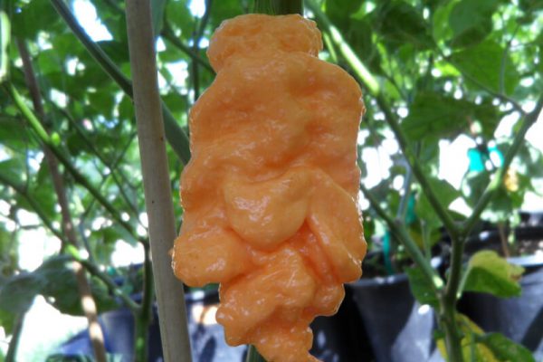 Jays Peach Ghost Scorpion 1