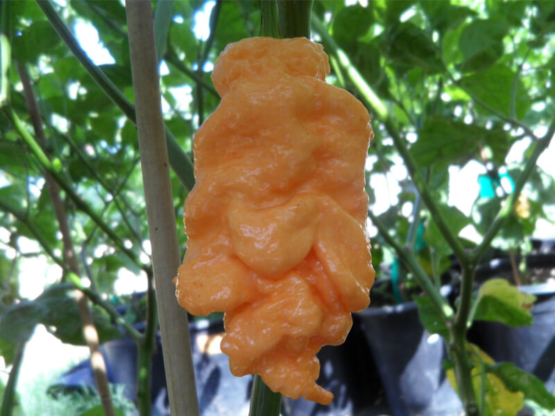 Jays Peach Ghost Scorpion 1