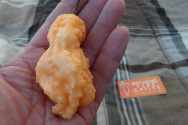 Jays Peach Ghost Scorpion 10