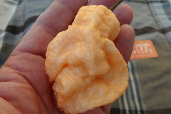Jays Peach Ghost Scorpion 11