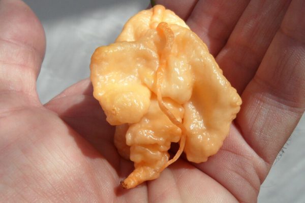 Jays Peach Ghost Scorpion 12