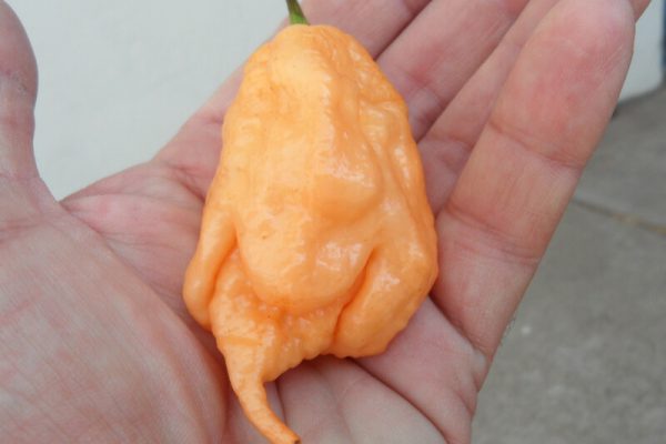 Jays Peach Ghost Scorpion 13