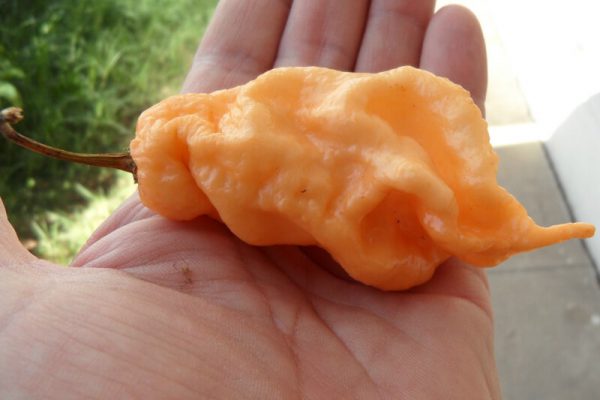 Jays Peach Ghost Scorpion 15