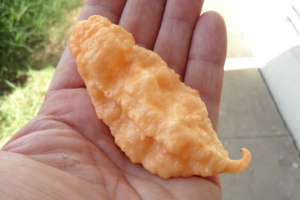 Jays Peach Ghost Scorpion 16
