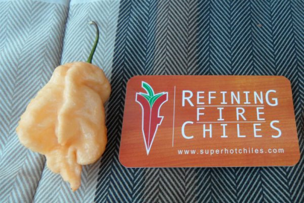 Jays Peach Ghost Scorpion 17