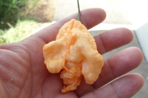 Jays Peach Ghost Scorpion 18