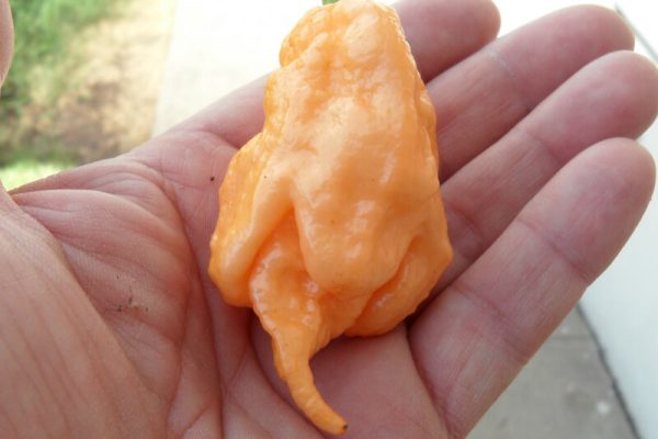 Jays Peach Ghost Scorpion 19