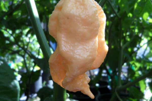 Jays Peach Ghost Scorpion 2