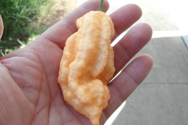 Jays Peach Ghost Scorpion 20