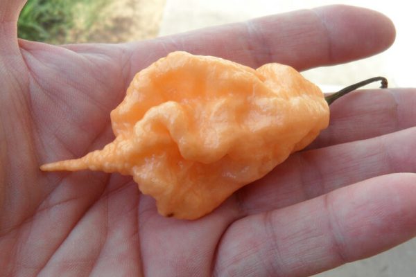 Jays Peach Ghost Scorpion 21