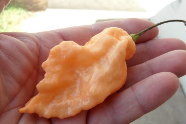Jays Peach Ghost Scorpion 22