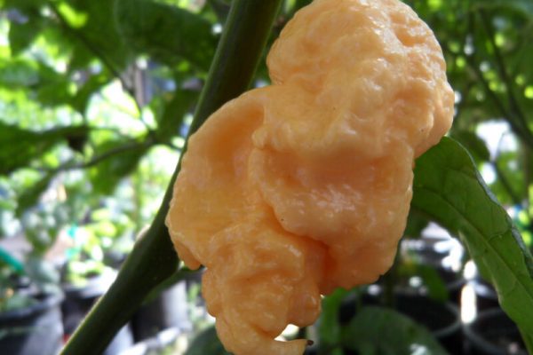 Jays Peach Ghost Scorpion 3