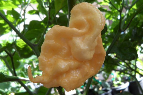 Jays Peach Ghost Scorpion 4
