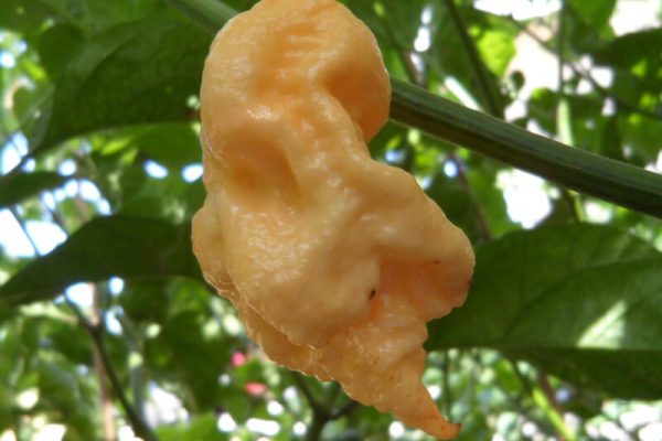 Jays Peach Ghost Scorpion 5
