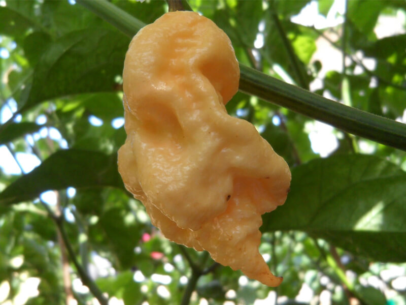 Jays Peach Ghost Scorpion 5