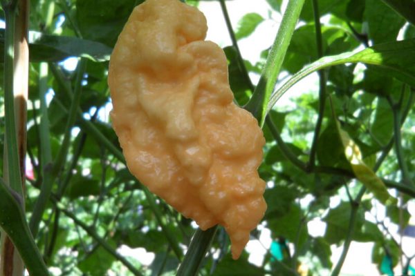 Jays Peach Ghost Scorpion 6