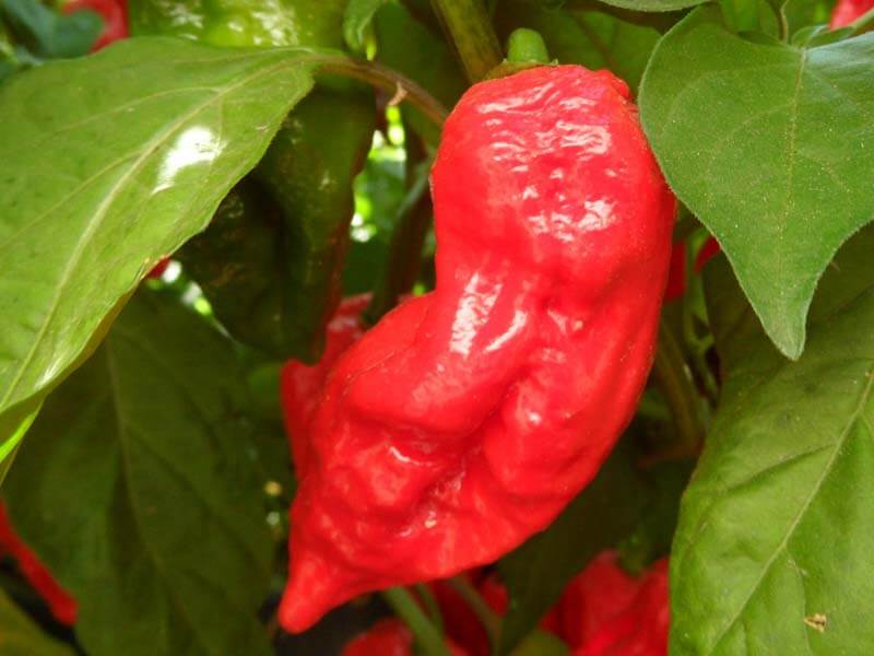 King Naga 13