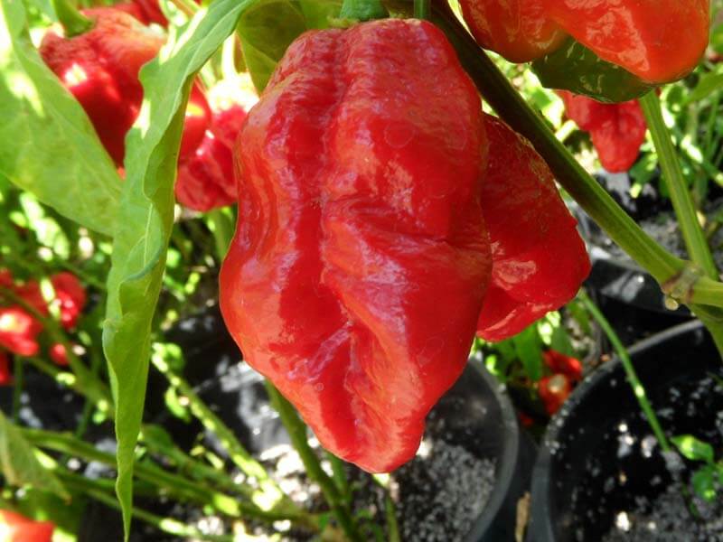 King Naga 5