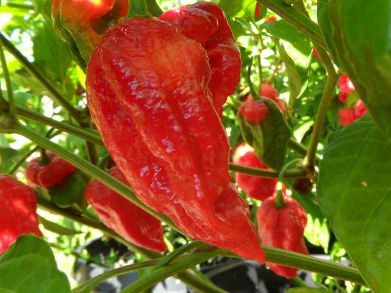 King Naga 8