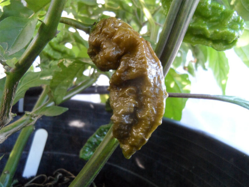 Mustard Bhut 13