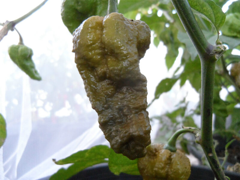 Mustard Bhut 4