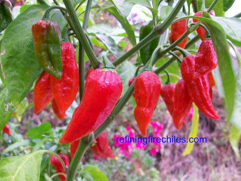 Naga Morich 22