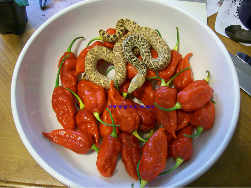 Naga Morich 27