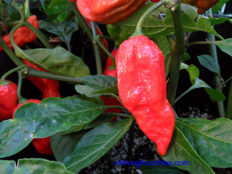 Naga Morich 30