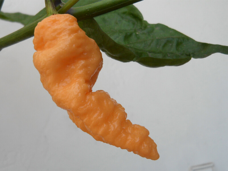Peach Bhut Jolokia 2