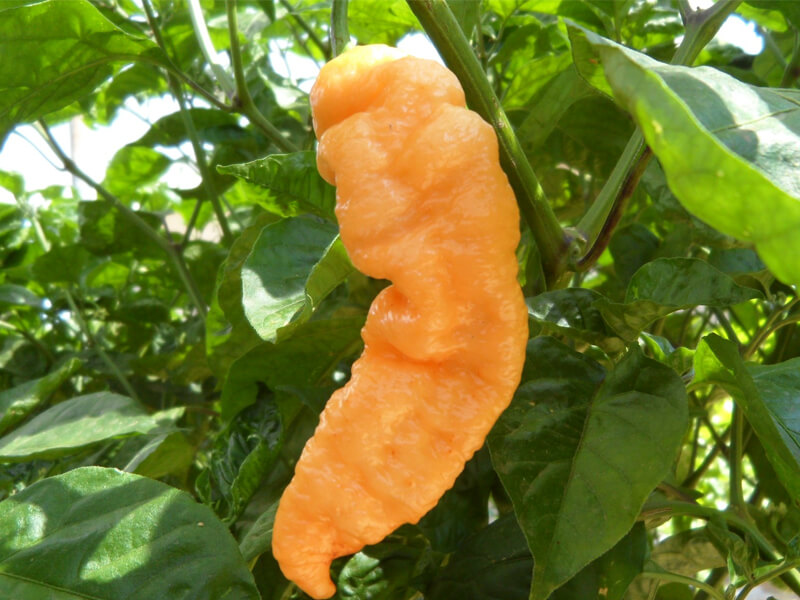 Peach Bhut Jolokia 3