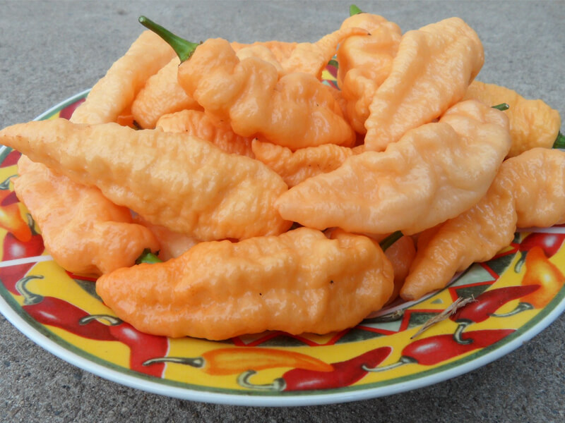 Peach Bhut Jolokia 9