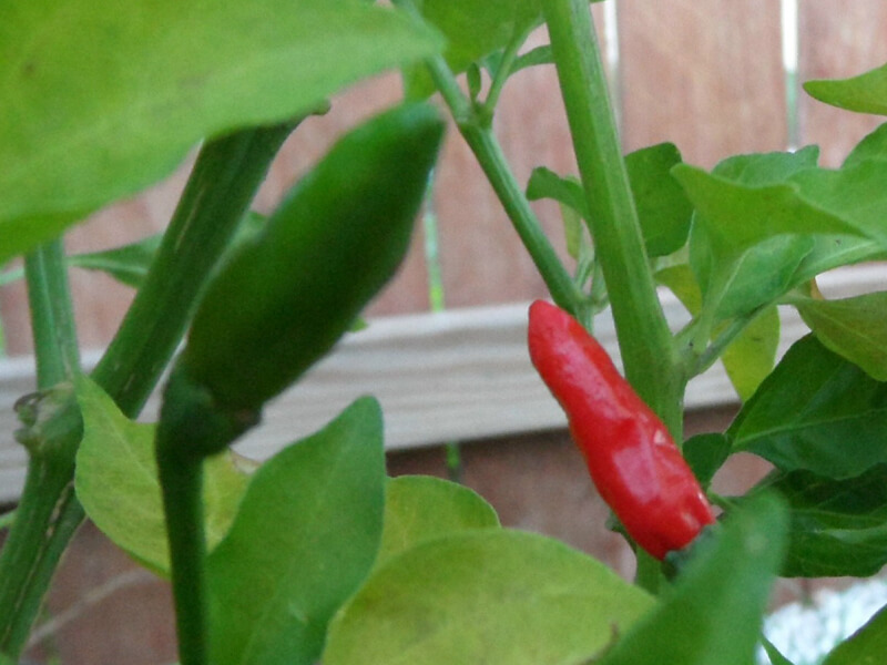 Peri Peri 2