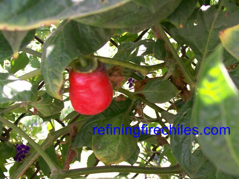 Rocoto 1