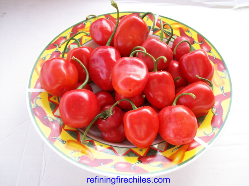 Rocoto 11
