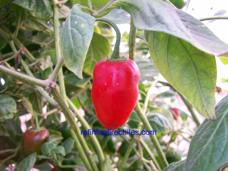 Rocoto 8