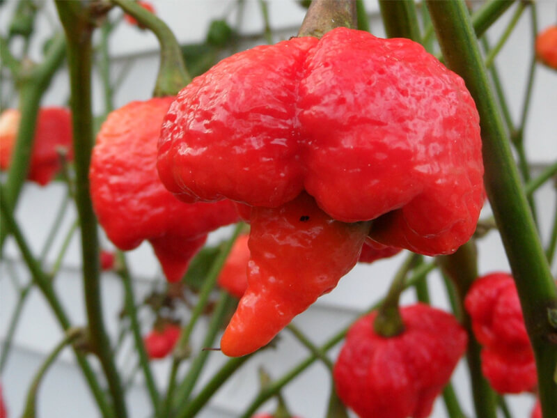 Trinidad 7 Pot 21