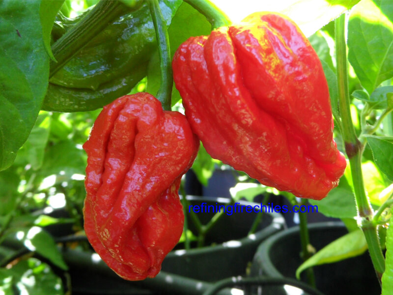 Trinidad 7 Pot 25