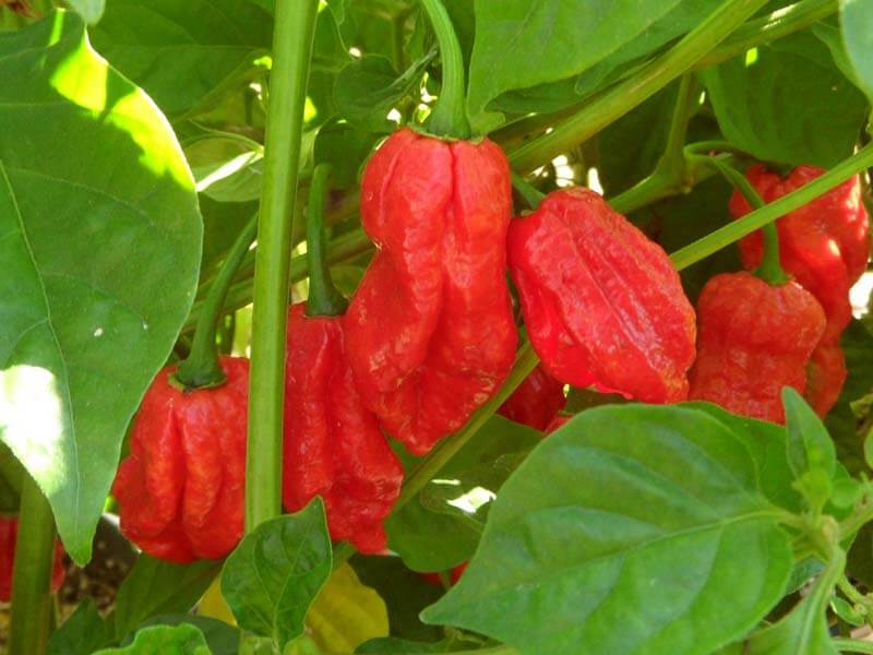 Trinidad 7 Pot Barrackapore 22
