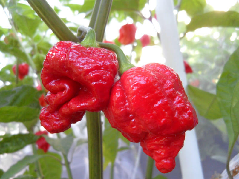 Trinidad 7 Pot Brain Strain 10
