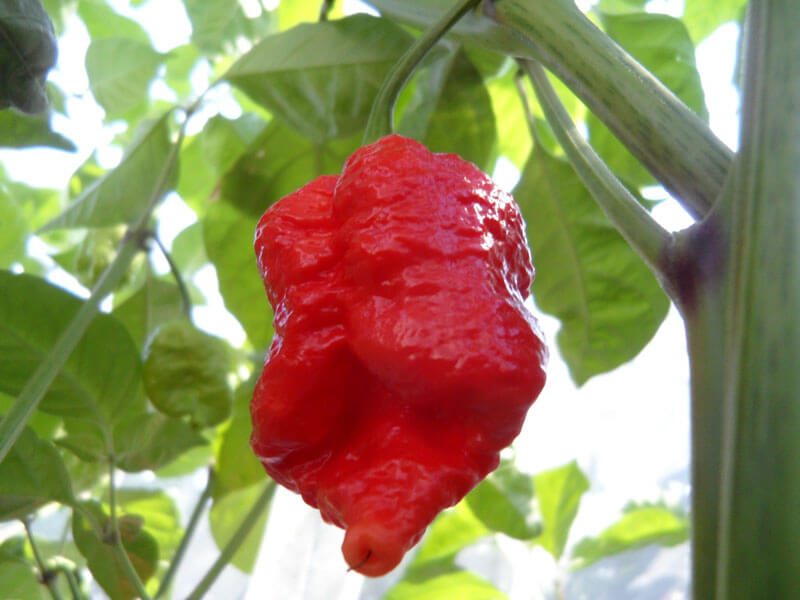 Trinidad 7 Pot Brain Strain 17