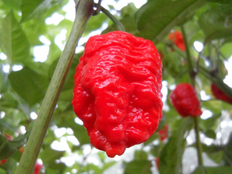 Trinidad 7 Pot Brain Strain 25
